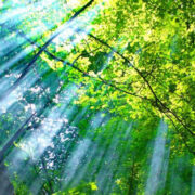 парк "Кафеза"