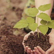 Засаждане на млади дървета в градска среда